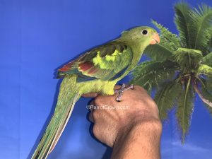 ParrotCrown.com Regent Parrot for sale 1