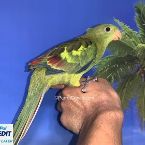 Regent Parrot for sale
