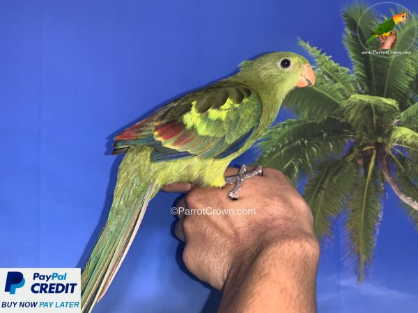 ParrotCrown.com 