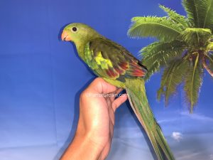 ParrotCrown.com Regent Parrot for sale 2