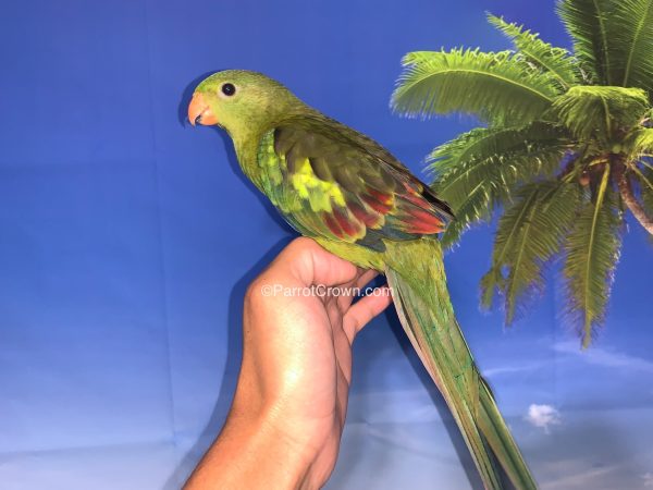 ParrotCrown.com 