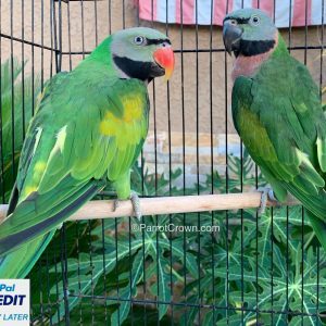 Moustache Parakeet for sale ( Parrot )