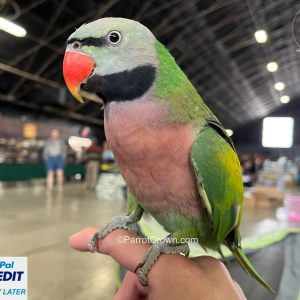 Mustache Parakeet for sale ( Parrot )
