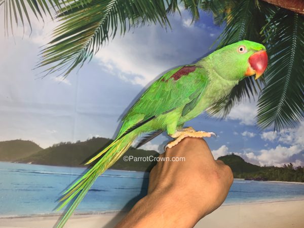 ParrotCrown.com 