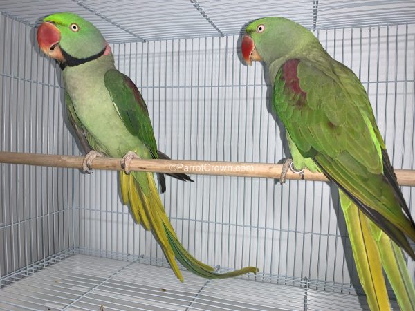 ParrotCrown.com 