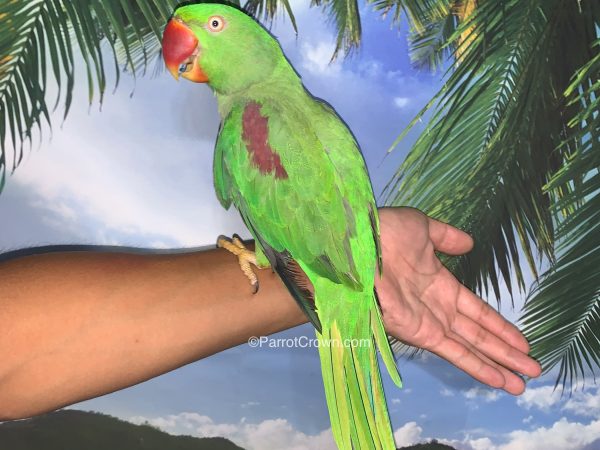 ParrotCrown.com 