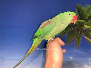 ParrotCrown.com Alexandrine Parakeet for sale ( Parrot ) 1