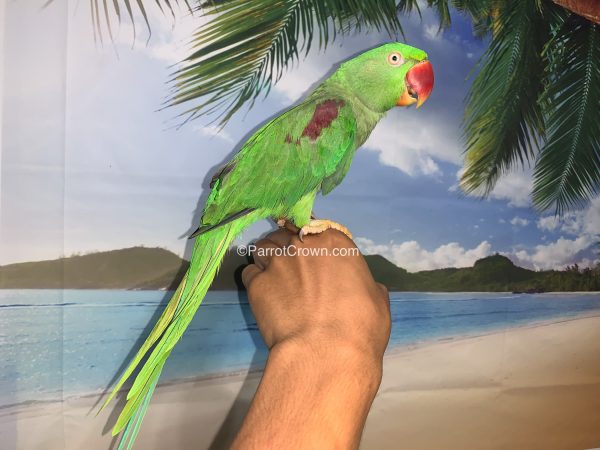 ParrotCrown.com 