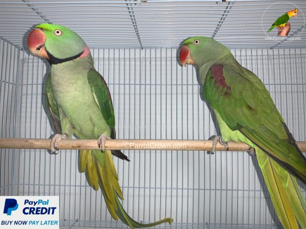 ParrotCrown.com 