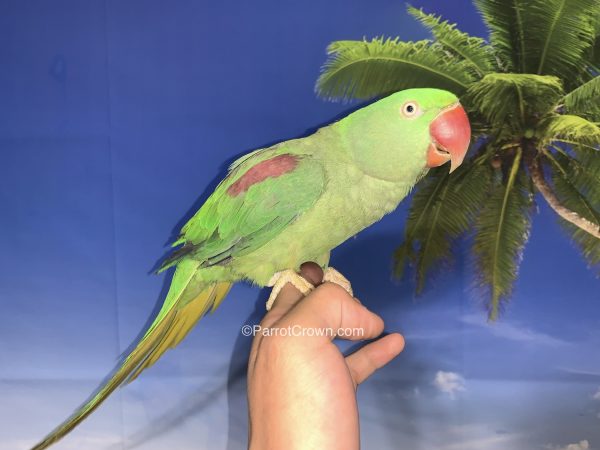 ParrotCrown.com 