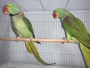 ParrotCrown.com Alexandrine Parakeet for sale ( Parrot ) 2