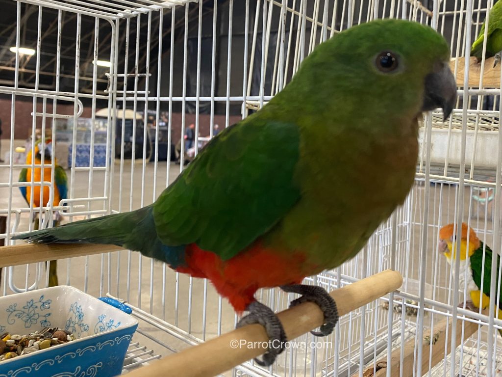 Australian King Parrot for sale