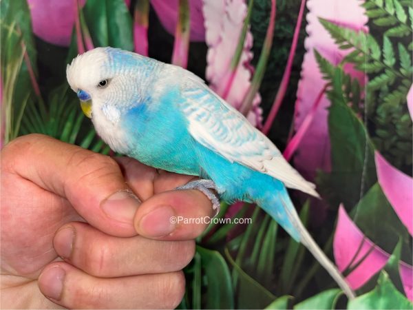 ParrotCrown.com 