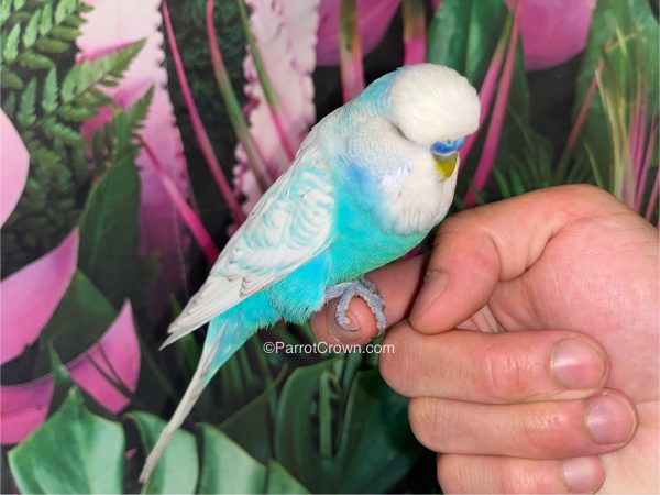 ParrotCrown.com 