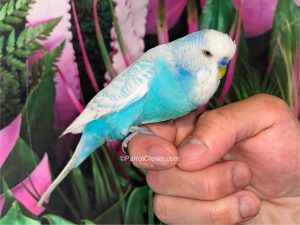 Blue Spangle English Budgies for sale (Description Image 1)