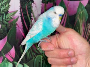 Blue Spangle English Budgies for sale (Description Image 2)