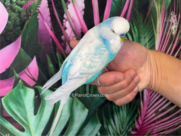 ParrotCrown.com 