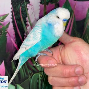 Blue Spangle English Budgies for sale (Budgerigar)