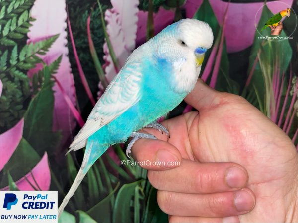 ParrotCrown.com 