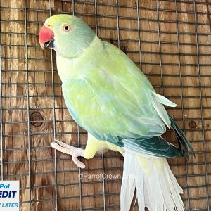 Pastel Turquoise Indian Ringneck Parrots for sale
