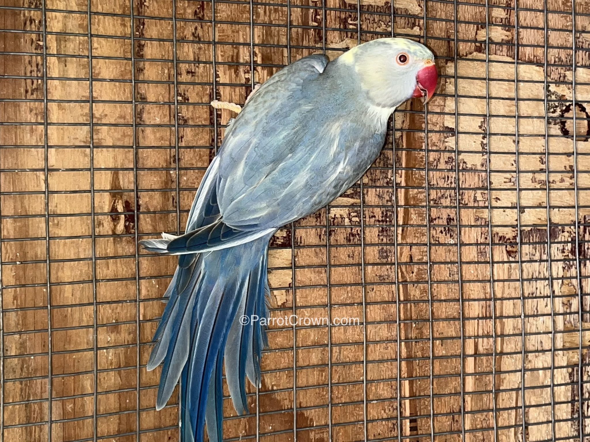 Cobalt Yellow Pied Indian Ringneck Parrots for sale - ParrotCrown.com