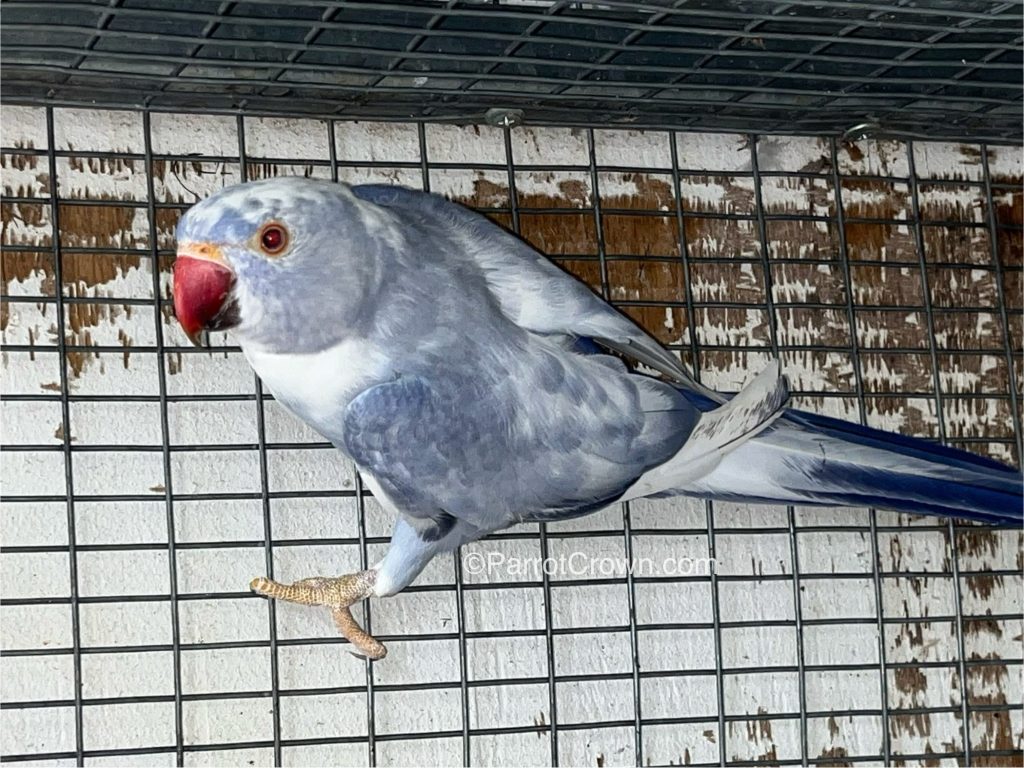 Cobalt Pied Indian Ringneck for sale - ParrotCrown.com