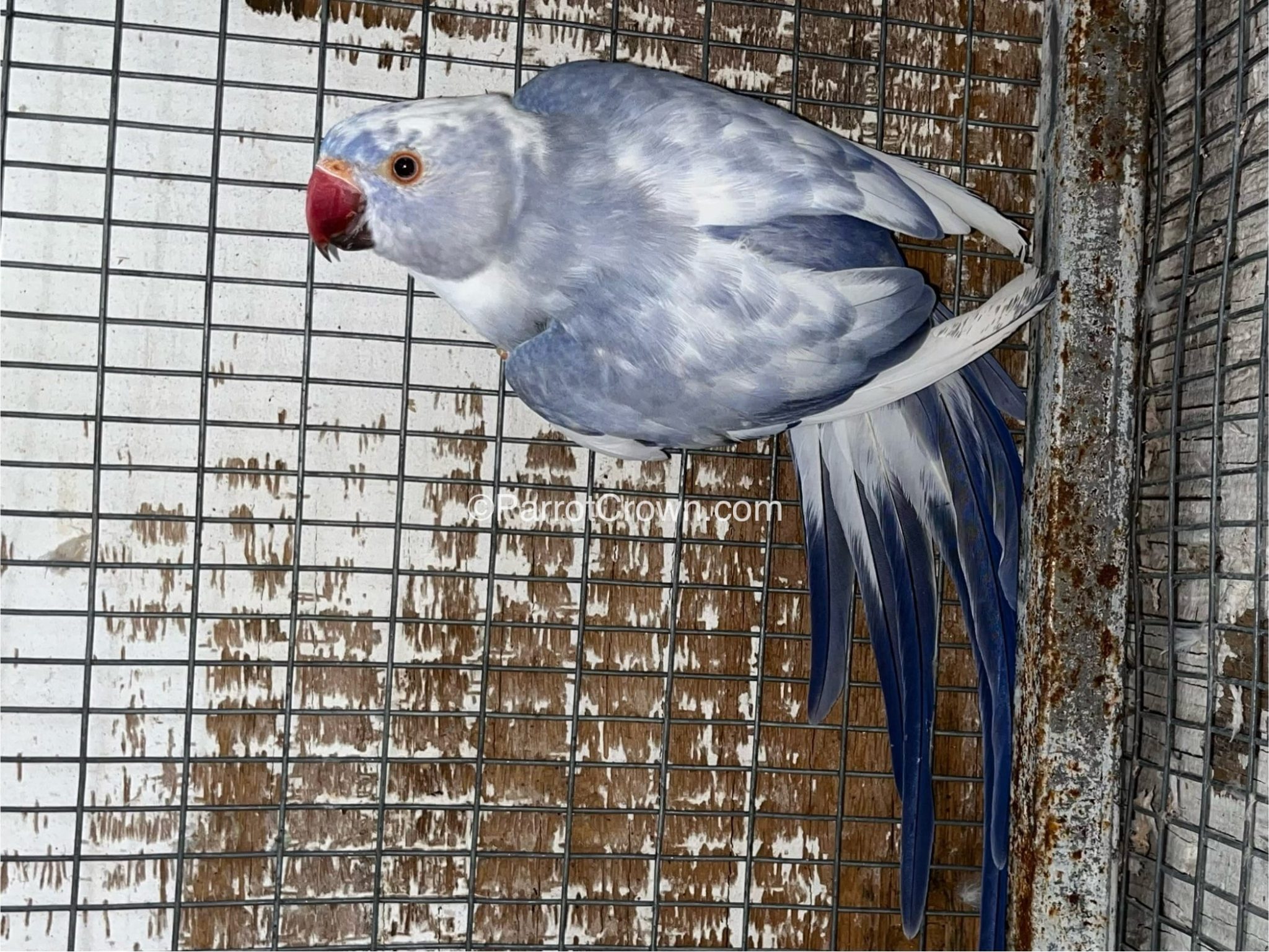 Cobalt Pied Indian Ringneck for sale - ParrotCrown.com