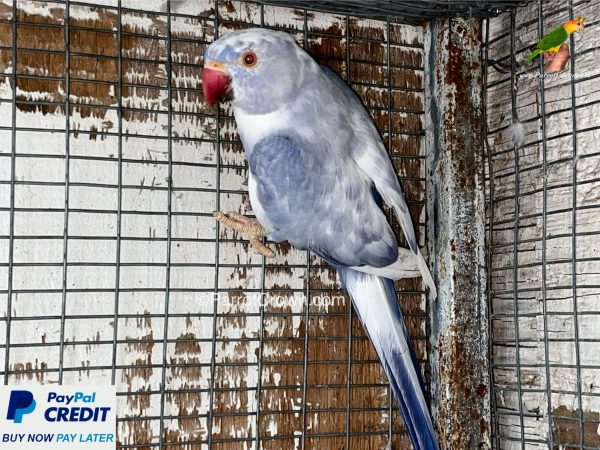 Cobalt Pied Indian Ringneck for sale - ParrotCrown.com