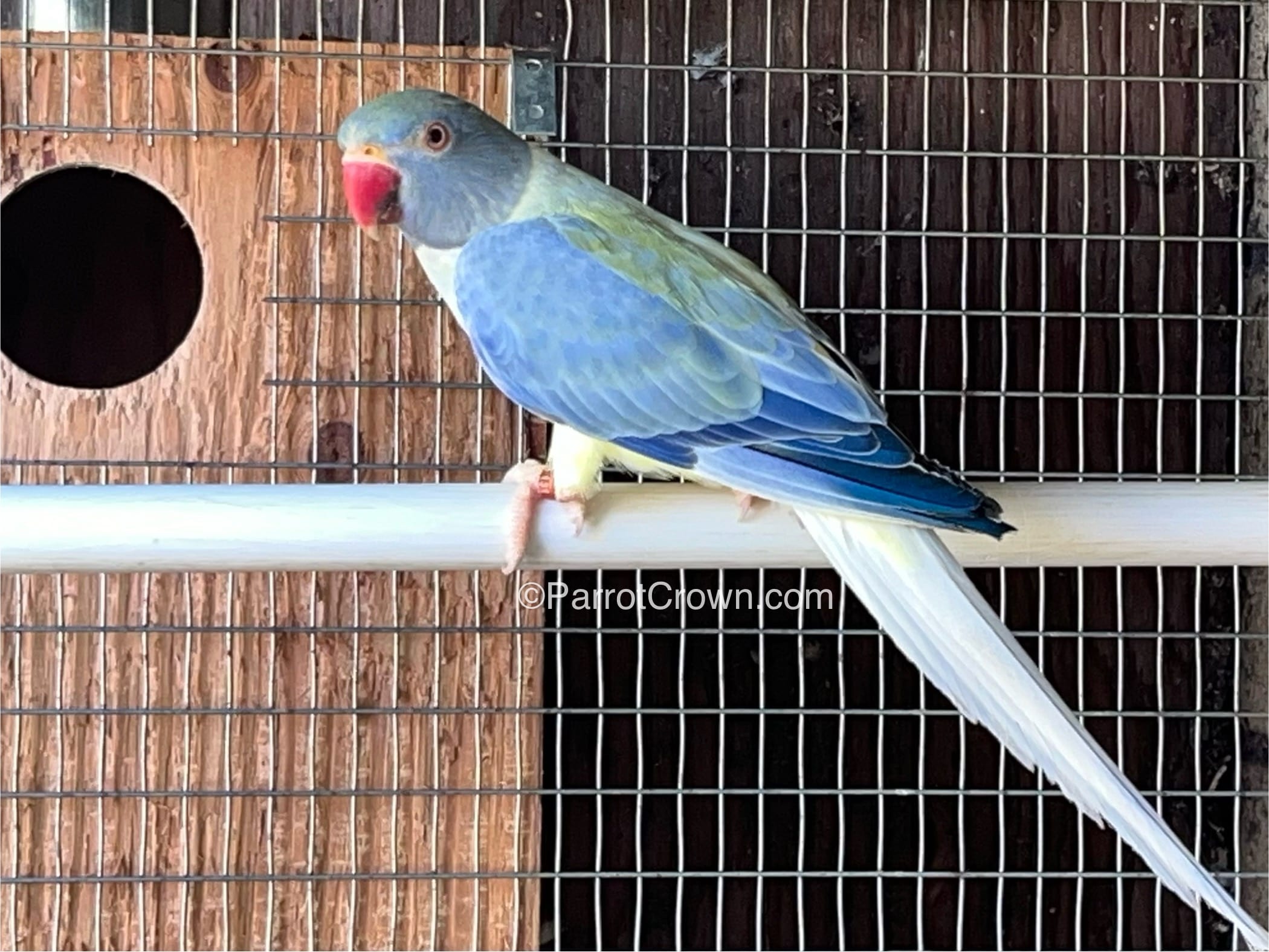 Opaline Clear Tail Violet Indian Ringneck Parrot for sale - ParrotCrown.com