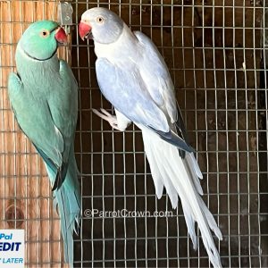 Opaline Dilute Clear Tail Violet Indian Ringneck for sale