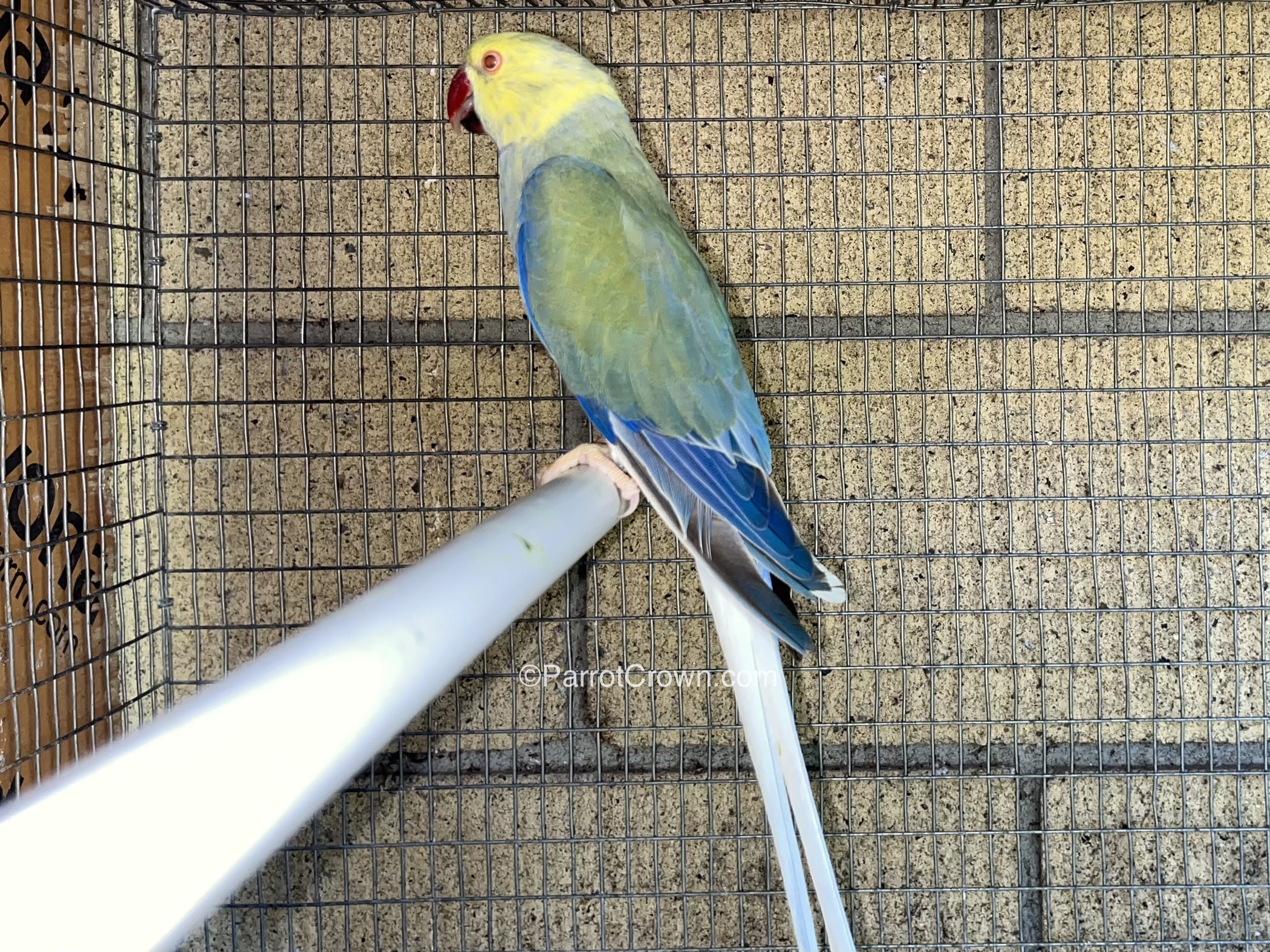 Mauve Clear Tail Indian Ringneck Parrot for sale - ParrotCrown.com