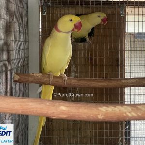 Lutino Yellow Alexandrine Parrot for sale