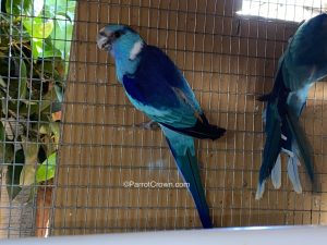 ParrotCrown.com Blue Australian Mallee Ringneck Parrot for sale 2
