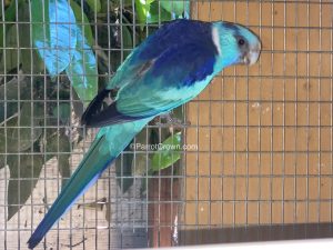 ParrotCrown.com Blue Australian Mallee Ringneck Parrot for sale 1