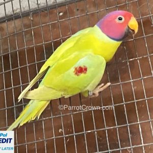 Dilute Plum Headed Parakeet for sale (Parrot)