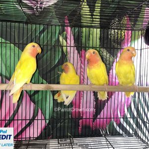 Lutino Yellow Peach Faced Lovebirds for sale