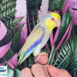 Yellow Cheek Turquoise Pastel Fallow Parrotlet for sale