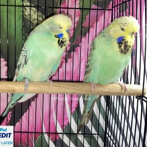 Yellow Face Turquoise English Budgies for sale (Budgerigar)