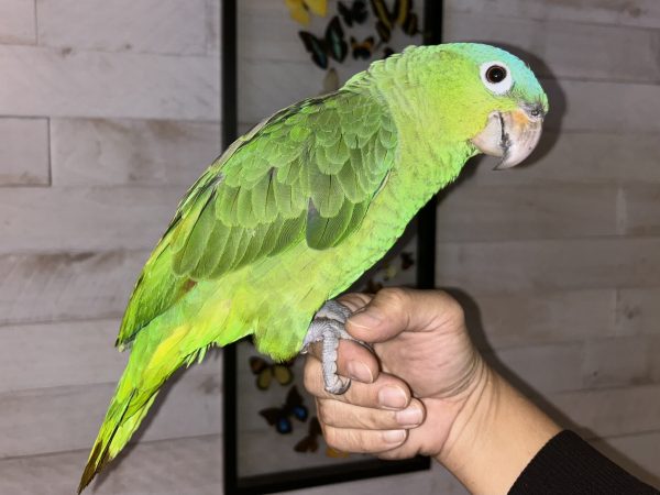 ParrotCrown.com 
