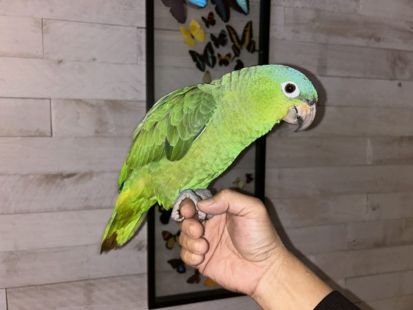 ParrotCrown.com 