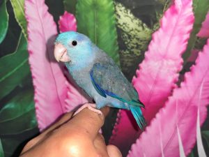 Violet Parrotlet for sale