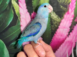 Violet Parrotlet for sale (Description Image 1)