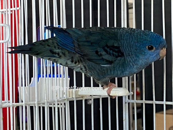 ParrotCrown.com 