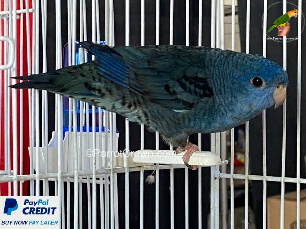 ParrotCrown.com 
