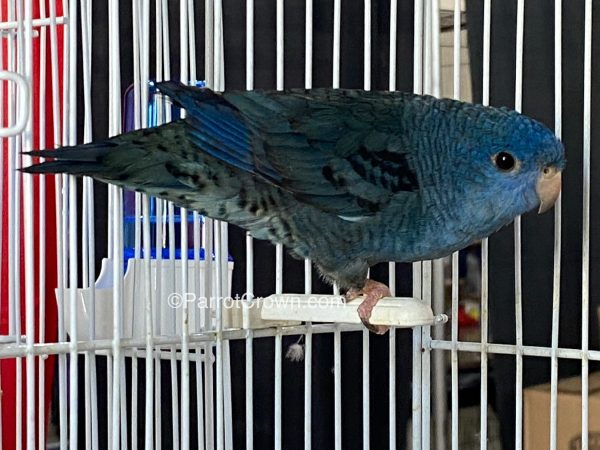 ParrotCrown.com 