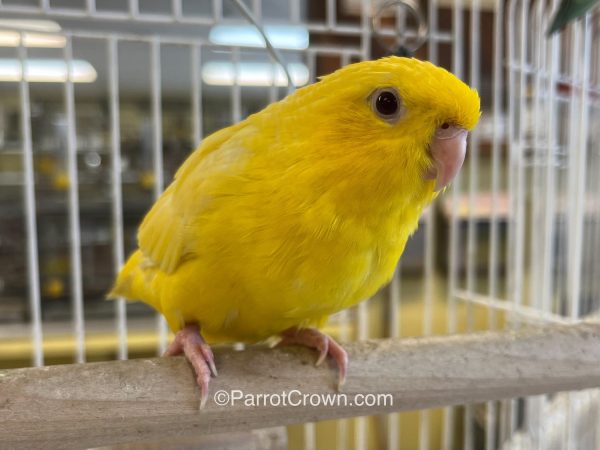 ParrotCrown.com 