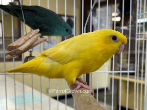 Lutino Yellow Lineolated Parrot for sale (Image 2)