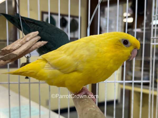 ParrotCrown.com 