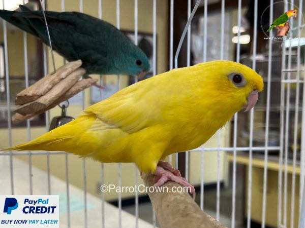 ParrotCrown.com 