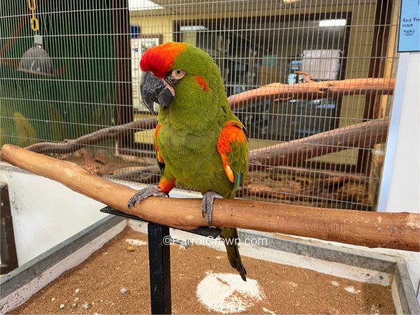 ParrotCrown.com 